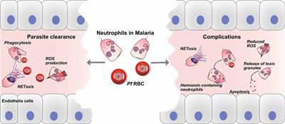 Neutrophils in malaria: A double-edged sword role